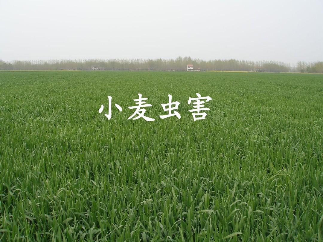 小麦种植技术与病虫害防治